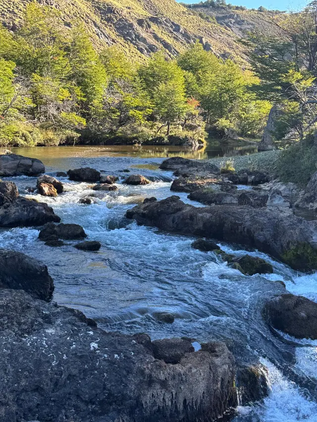 Bosque nativo de lenga en el predio de Río Norte